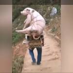 tim ban gay top bot Ngô Phi Sơn