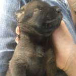  Nguyễn Ri ở ,  - Rin