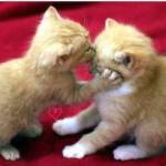 Bui Minh T ở ,  - Tính tình vui vẻ.hoa đông.ngoa