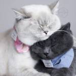  Noo Nguyễ ở Đông Anh, Hà Nội - Nam tính.thẳng và thật. Sống t