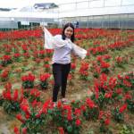 Nguyen Thị Song - tìm bạn gái đã ly dị chồng