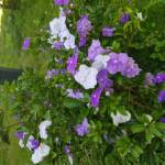  Nguyễn Vũ ở Đà Lạt, Lâm Đồng - Khá đẹp chai, sống tình cảm, t