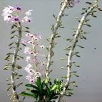  Đức ở ,  - Muốn tìm bạn gái hơn tuổi. 45_