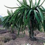 Nguyen Thi Mai Linh tìm bạn đời sau ly hôn