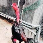 Trân Hiêu ở ,  - 