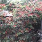 Hồ Công Tu ở ,  - 