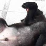 Gau Gấu ở Quận 1, TP Hồ Chí Minh - Nguoi song noi tam