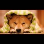 Cao Hữu Tình tìm nữ FwB trên mạng