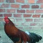 Nguyễn Lin ở ,  - 