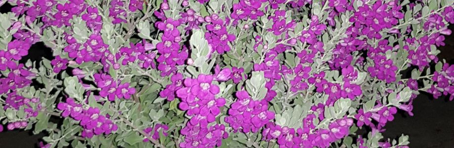 Conxa Hanhphuc Cover Image