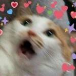 Nguyễn Trú ở Gò Vấp, TP Hồ Chí Minh - 18t