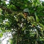 Võ Điền ở ,  - 