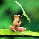 Mai Phương ở ,  - 