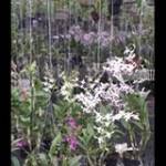 Mai Quảng ở ,  - 