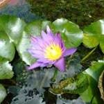 Giác Pháp Profile Picture