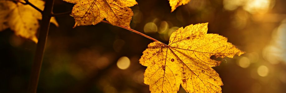 Đỗ Phong Cover Image