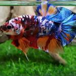 Huỳnh Khan ở Ba Tri, Bến Tre - Thích màu mè