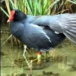 hữu tình S ở ,  - 