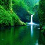 trần tuấn là viet kieu my tim vo