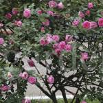 Nguyen Tom ở Yên Mỹ, Hưng Yên - Sống tình cảm. Biết chăm lo gi