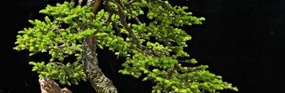 Pham Duy Cover Image