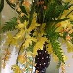 Thiên Hươn ở ,  - 