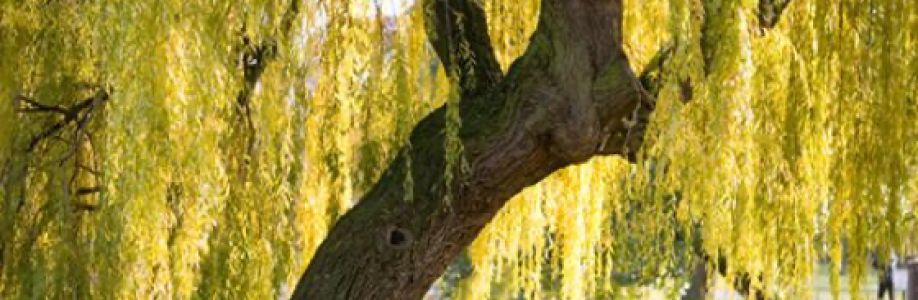 Bùi Hoang Cover Image