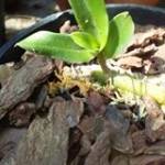 Dem Vu - tim ban trai da ly hon qua so dien thoai