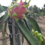 Trần Thanh ở Tân Bình, TP Hồ Chí Minh - Hiền.vui vẻ.hòa đồng