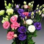 Nguyên Văn ở ,  - 