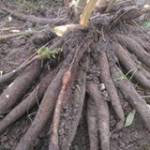 Khoai Lẻ Profile Picture