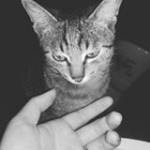 Vân DU ở Hồng Bàng, Hải Phòng - Dịu dàng,sâu lắng,biết yêu thư