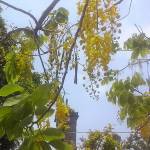 Thanh Than ở Nha Trang, Khánh Hòa - Se gioi thieu khi lam quen