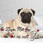 Trương San ở ,  - 