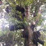 Nguyễn Vin ở ,  - 