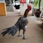 Trong Đêm  ở Việt Yên, Bắc Giang - Đơn giản