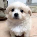 Lê quốc vư ở Bắc Bình, Bình Thuận - cô đơn