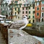 Ngọc Thanh ở ,  - 