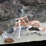 Nụ Không V ở ,  - 