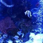 Nguyễn Kelvin - tim ban trai da ly hon qua so dien thoai