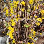 Hưng Vũ Th ở ,  - 