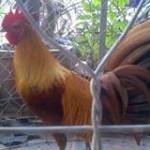 Cuộc Sống  ở Xuyên Mộc, Bà Rịa - Vũng Tàu - Mong tìm b quen lâu dài