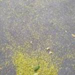 Trường Nguyễn - tim ban trai da ly hon qua so dien thoai