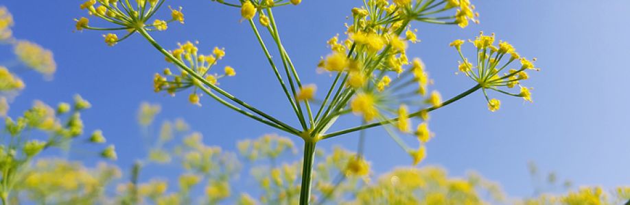 Trương Thế Tâm Cover Image