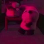 Trần Tuấn  ở Long Xuyên, An Giang - Sở thích động vật