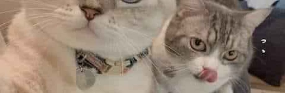 Bánh Bao Cover Image