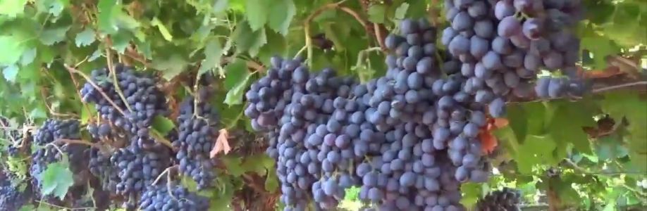 Ngọc Phúc Cover Image