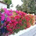 Hải Đăng ở ,  - 