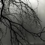 Nguyễn Thô ở Càng Long, Trà Vinh - Ít nói