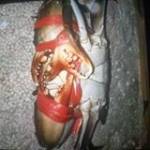 Doan Hoang ở Bình Tân, TP Hồ Chí Minh - De gan hoa dong